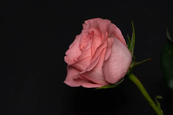 Красивый Цветок Розы Крупным Планом Темный Фон — стоковое фото