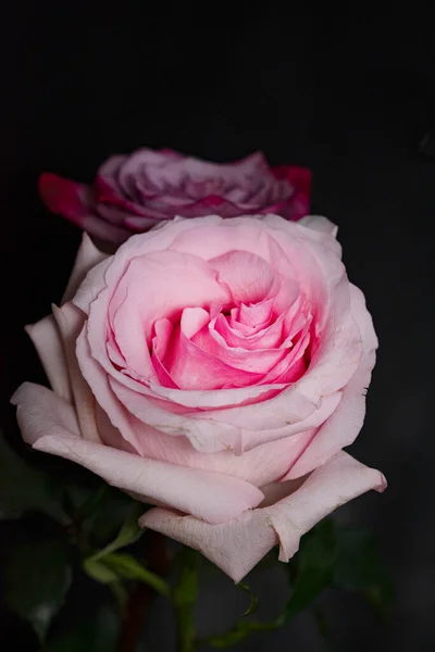 Красивые Розы Темном Фоне — стоковое фото