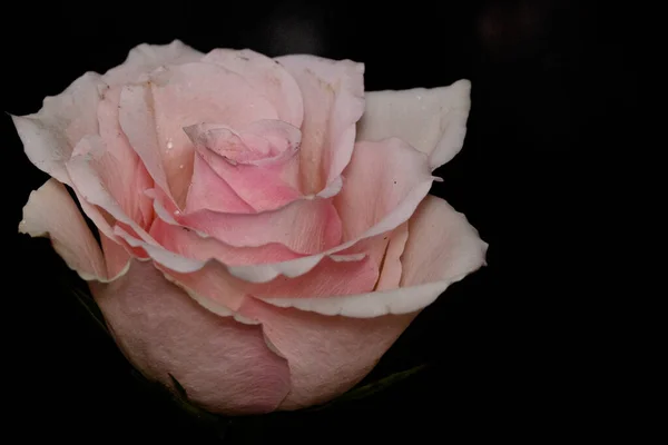 Piękny Kwiat Róży Zbliżenie Ciemne Tło — Zdjęcie stockowe