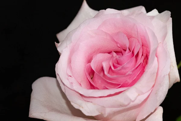 Hermosa Flor Rosa Primer Plano Fondo Oscuro — Foto de Stock