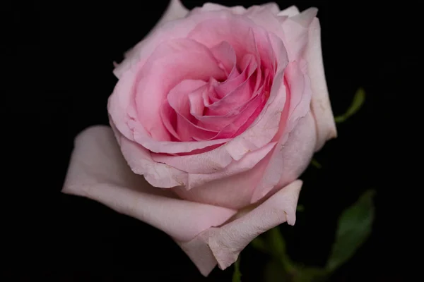 Gyönyörű Rózsa Virág Közelről Sötét Háttér — Stock Fotó