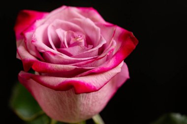 Güzel gül çiçeği, yakın plan, koyu arkaplan