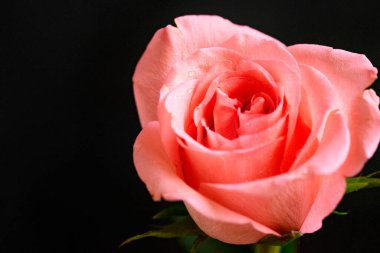 Güzel gül çiçeği, yakın plan, koyu arkaplan