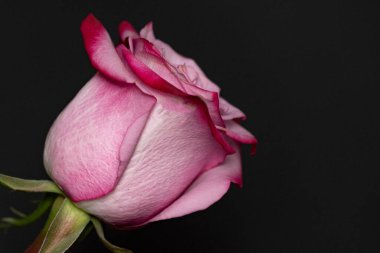 Güzel gül çiçeği, yakın plan, koyu arkaplan