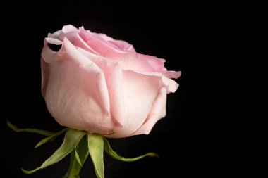 Güzel gül çiçeği, yakın plan, koyu arkaplan