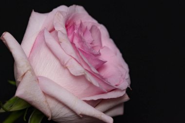 Güzel gül çiçeği, yakın plan, koyu arkaplan