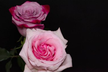 Koyu arkaplanda güzel güller.