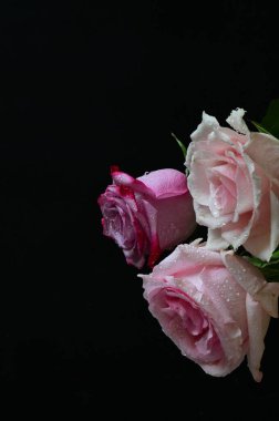 Koyu arkaplanda güzel güller.