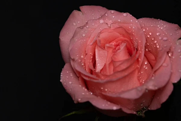 Piękny Kwiat Róży Zbliżenie Ciemne Tło — Zdjęcie stockowe