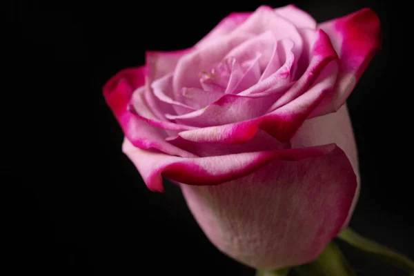 Красива Квітка Троянди Крупним Планом Темний Фон — стокове фото
