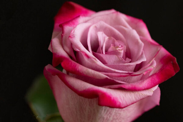 Beautiful rose flower, close up, dark background