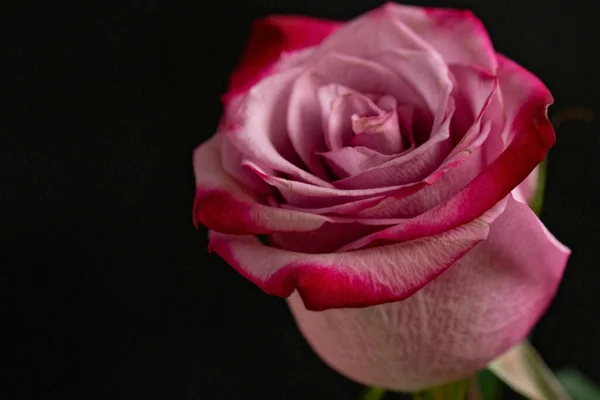 Bellissimo Fiore Rosa Vicino Sfondo Scuro — Foto Stock