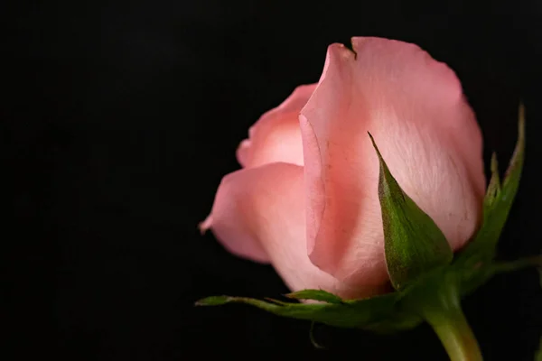 美丽的玫瑰花 深色背景 — 图库照片