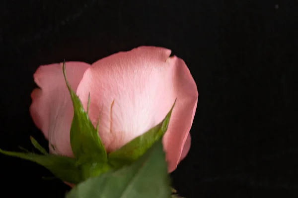 Красива Квітка Троянди Крупним Планом Темний Фон — стокове фото