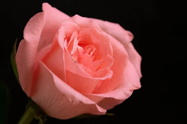 Όμορφο Τριαντάφυλλο Λουλούδι Κοντινό Πλάνο Σκούρο Φόντο — Φωτογραφία Αρχείου