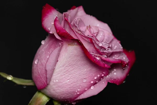 Gyönyörű Rózsa Virág Közelről Sötét Háttér — Stock Fotó