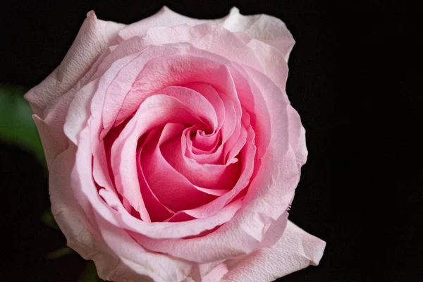 Hermosa Flor Rosa Primer Plano Fondo Oscuro — Foto de Stock