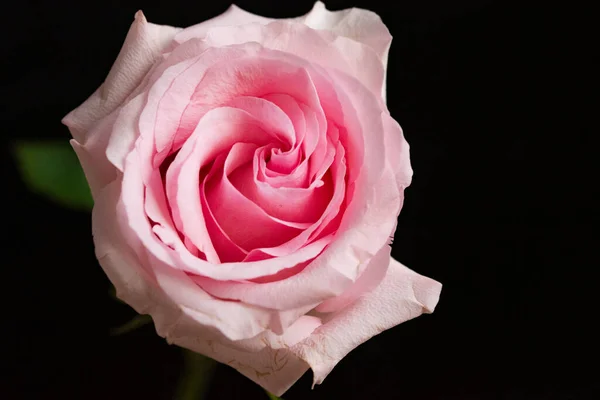 Όμορφο Τριαντάφυλλο Λουλούδι Κοντινό Πλάνο Σκούρο Φόντο — Φωτογραφία Αρχείου