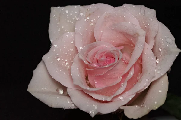 Krásná Růže Květiny Zblízka Tmavé Pozadí — Stock fotografie