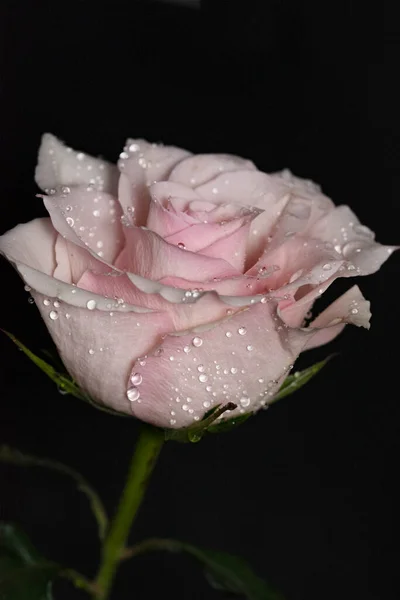 아름다운 장미꽃 가까이 어두운 — 스톡 사진
