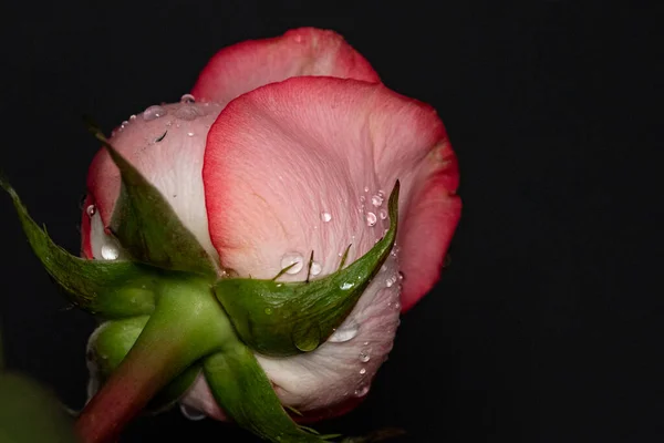 Güzel Gül Çiçeği Yakın Plan Koyu Arkaplan — Stok fotoğraf