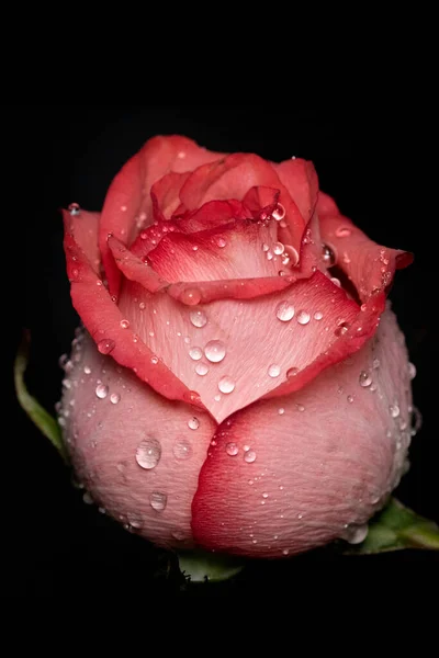 Belle Fleur Rose Gros Plan Fond Sombre — Photo
