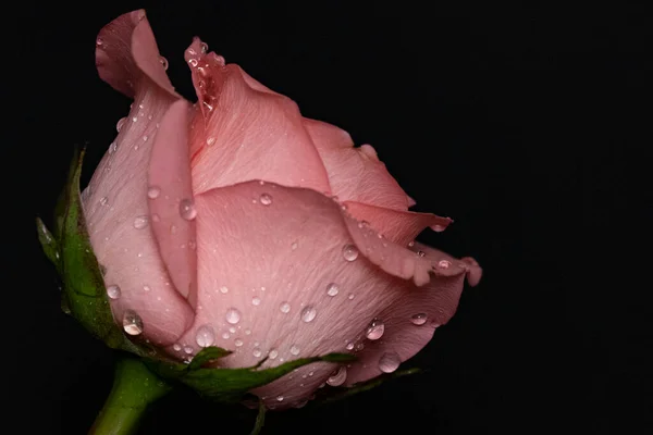 Krásná Růže Květiny Zblízka Tmavé Pozadí — Stock fotografie
