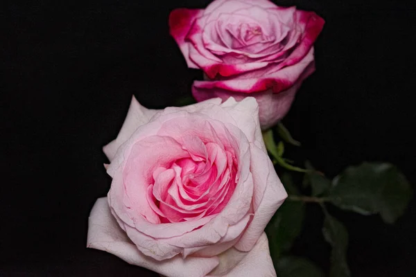 Beautiful Roses Dark Background — Stock Photo, Image