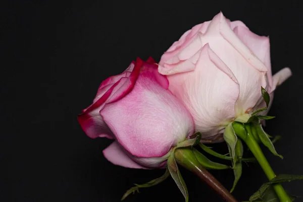 Piękne Róże Ciemnym Tle — Zdjęcie stockowe