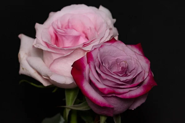Krásné Růže Tmavém Pozadí — Stock fotografie