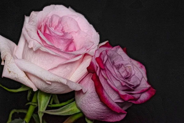 Belles Roses Sur Fond Sombre — Photo