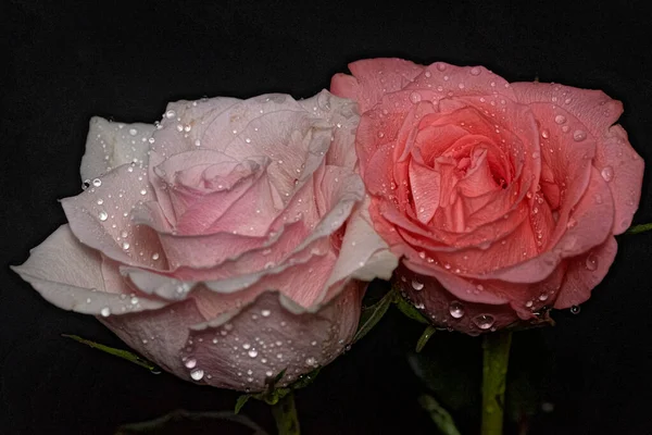 深色背景的美丽玫瑰 — 图库照片