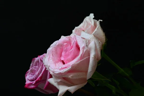 Όμορφα Τριαντάφυλλα Σκούρο Φόντο — Φωτογραφία Αρχείου