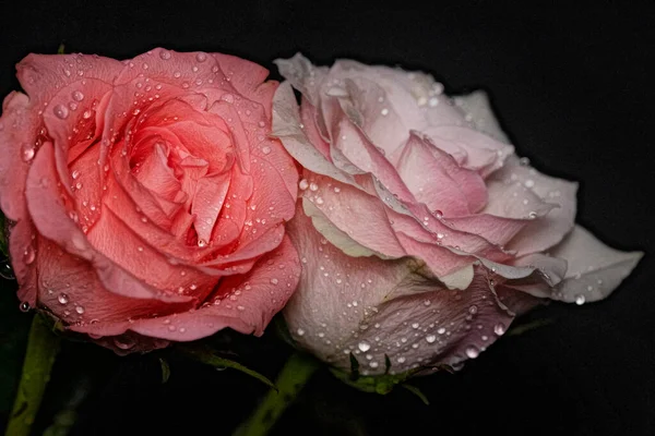 Gyönyörű Rózsák Sötét Háttér — Stock Fotó