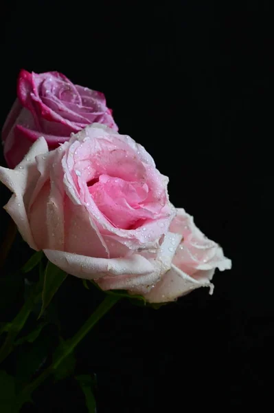 Piękne Róże Ciemnym Tle — Zdjęcie stockowe