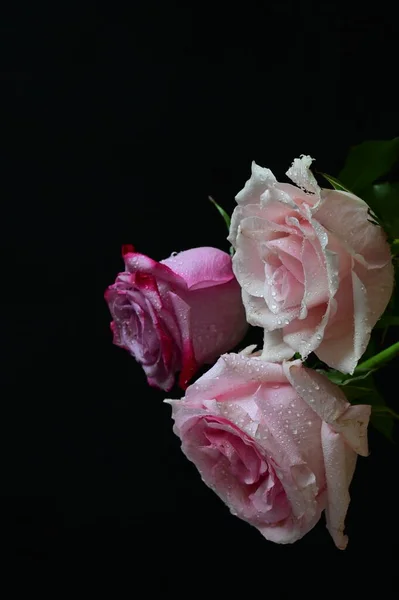 Koyu Arkaplanda Güzel Güller — Stok fotoğraf