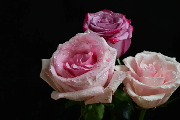 Hermosas Rosas Sobre Fondo Oscuro —  Fotos de Stock