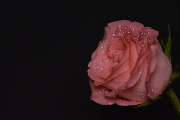Красивый Цветок Розы Летняя Концепция Вид Сверху — стоковое фото