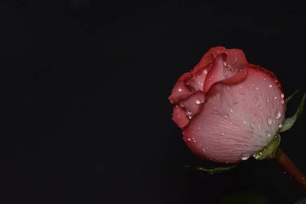 Floare Trandafir Frumos Concept Vară Vedere Aproape — Fotografie, imagine de stoc