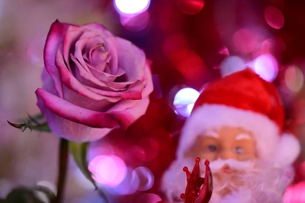 Рождественский Санта Клаус Красной Шляпе Красивым Цветочком Розы — стоковое фото
