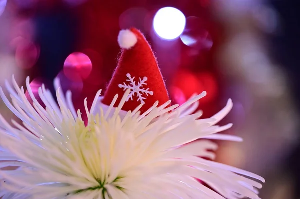 Beautiful Flower Santa Claus Hat — Stock Photo, Image