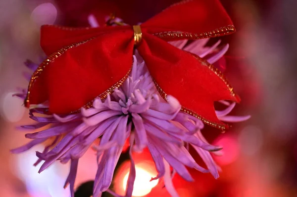 Beautiful Flower Christmas Bow Decoration — Stock Photo, Image
