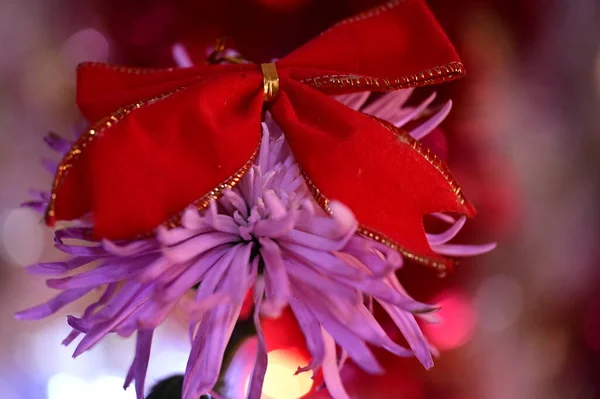 Красивый Цветок Рождественским Украшением Лука — стоковое фото