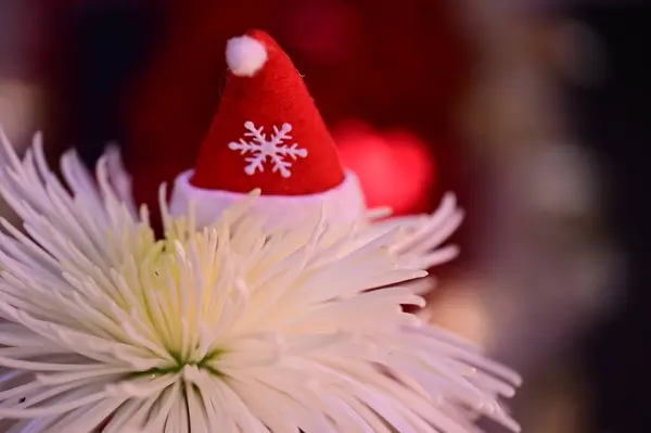 Красива Квітка Капелюхом Санти Клауса — стокове фото
