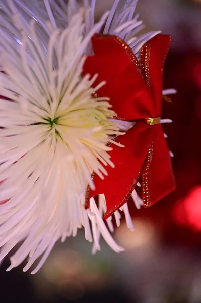 Красива Квітка Прикрасою Різдвяного Лука — стокове фото