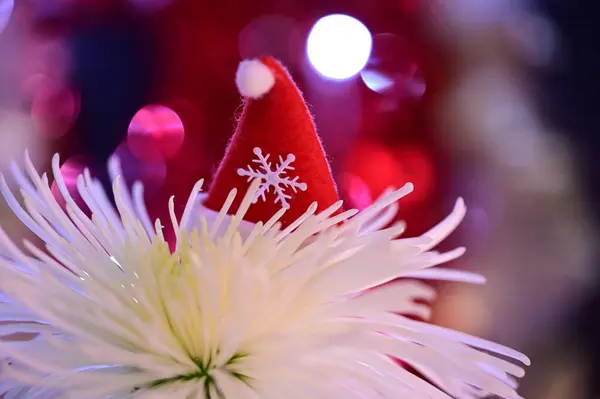 Красива Квітка Капелюхом Санти Клауса — стокове фото