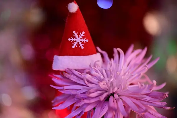 Όμορφο Λουλούδι Καπέλο Santa Claus — Φωτογραφία Αρχείου