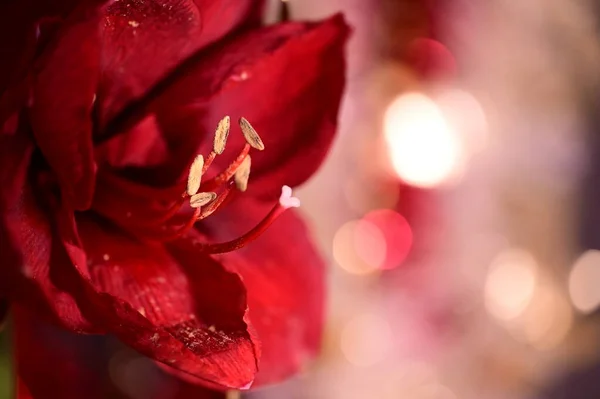 Красивые Красные Цветы Размытом Фоне Закрыть Вид — стоковое фото