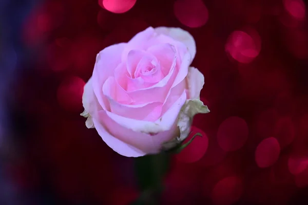 Piękny Róża Reb Rozmyty Bokeh Tło — Zdjęcie stockowe