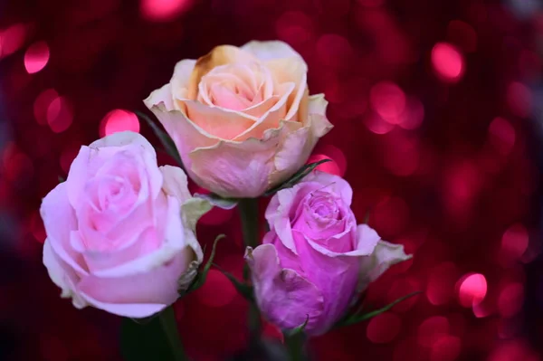Beautiful Roses Reb Blurred Bokeh Background — Stock Photo, Image